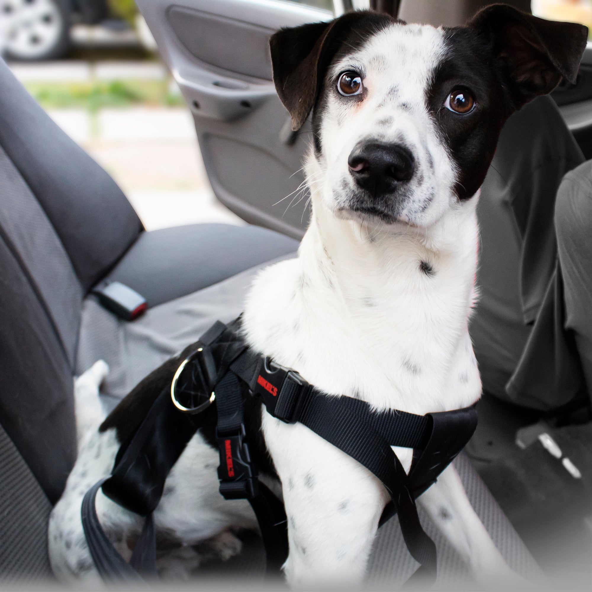 Cinturón de seguridad para mascotas